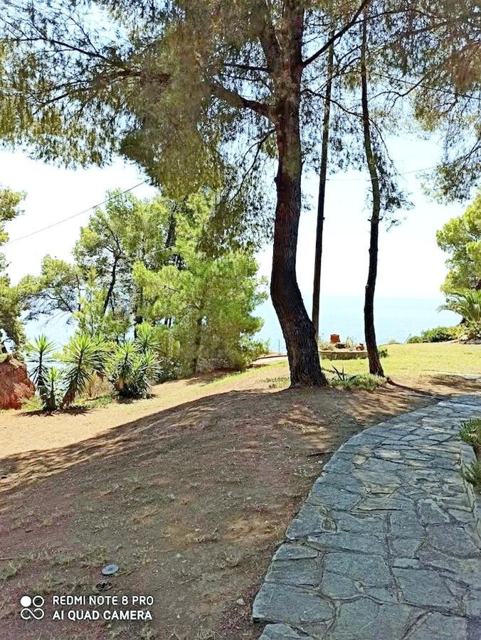 Squirrels, Home With View Metamorfosi  Luaran gambar