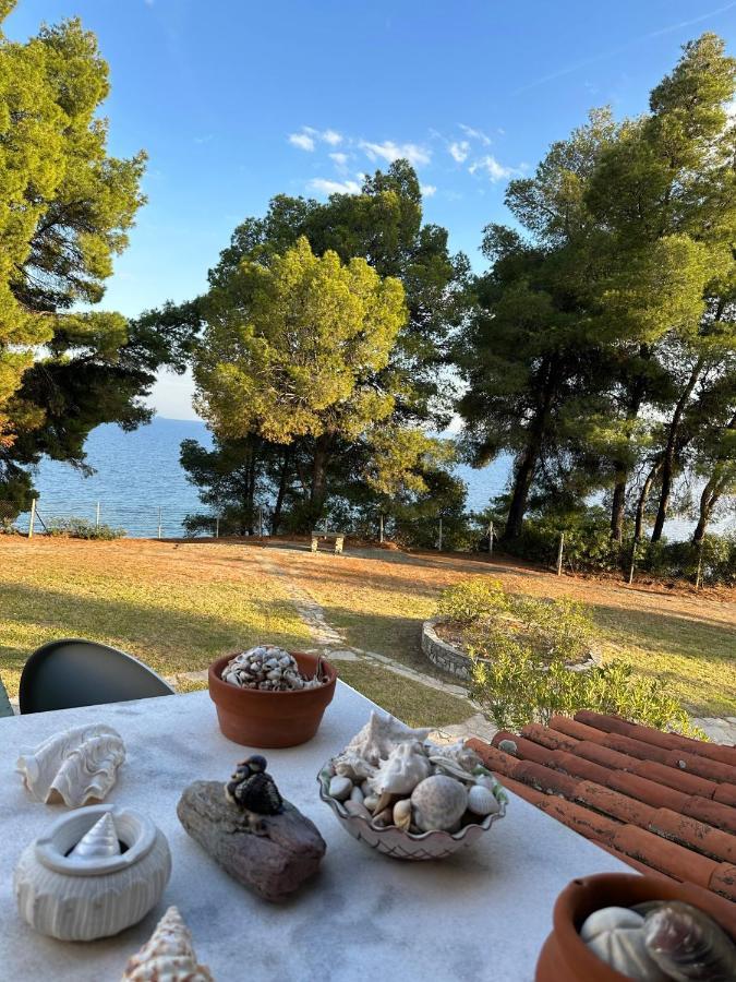 Squirrels, Home With View Metamorfosi  Luaran gambar